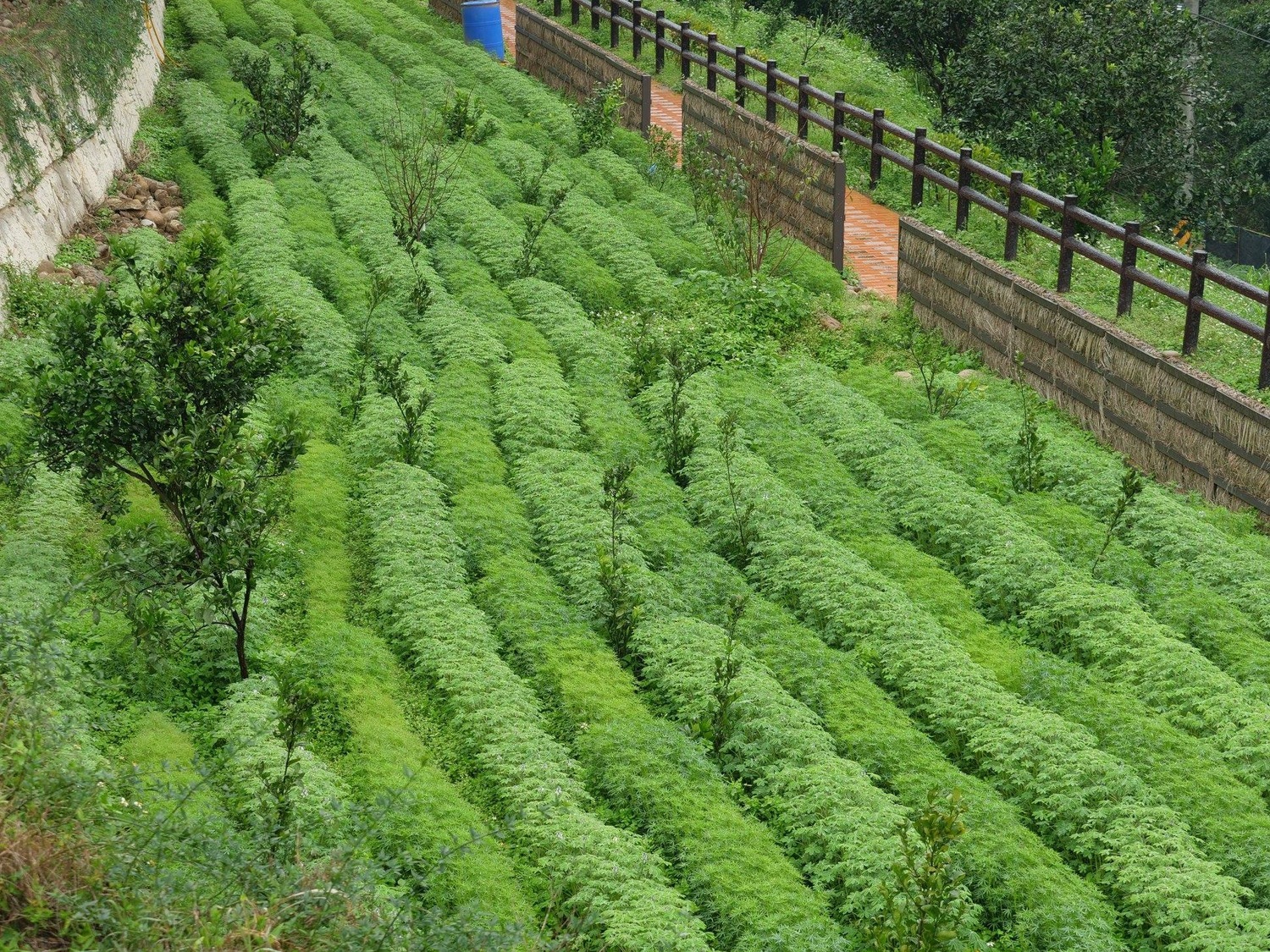 桃園市龍潭大北坑魯冰花茶園 戀戀魯冰花臉書 桃園市龍潭大北坑魯冰花茶園 戀戀魯冰花臉書
