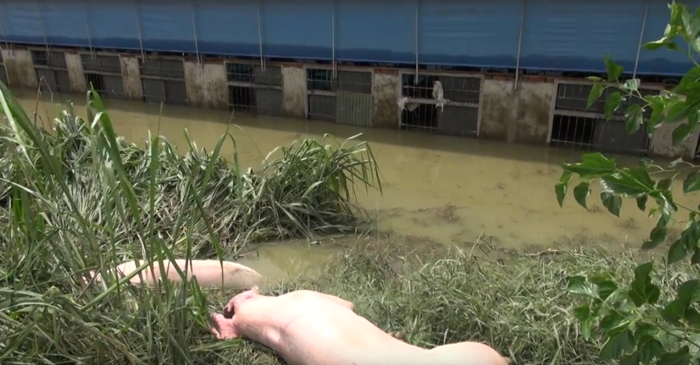 ㄧ家豬圈已被大水淹沒,許多豬隻遭到滅頂淹死 ㄧ家豬圈已被大水淹沒,許多豬隻遭到滅頂淹死