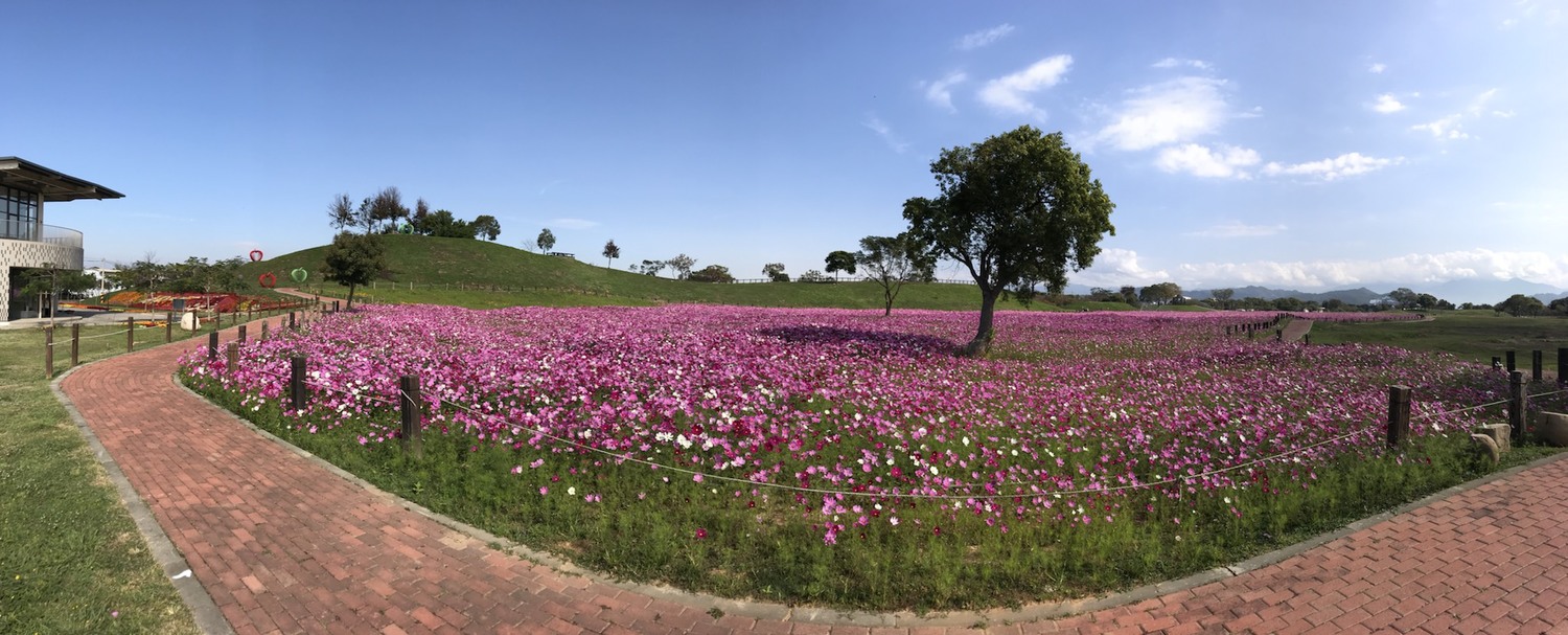 后里環保公園的花海開始 圖:台中市政府/提供 后里環保公園的花海開始 圖:台中市政府/提供