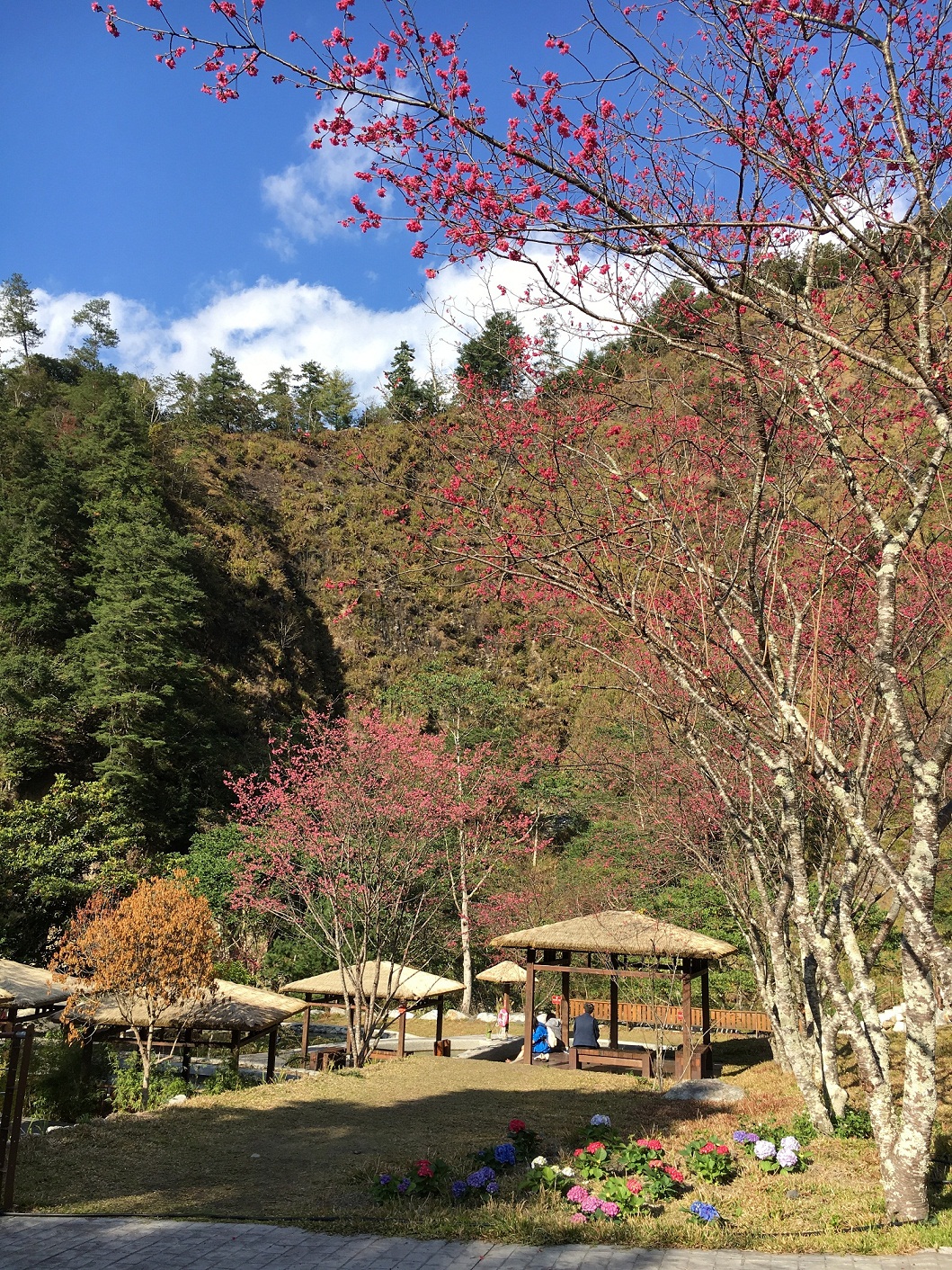八仙山櫻花盛開、百花齊放 圖:農委會林務局東勢林區管理處/提供 八仙山櫻花盛開、百花齊放 圖:農委會林務局東勢林區管理處/提供