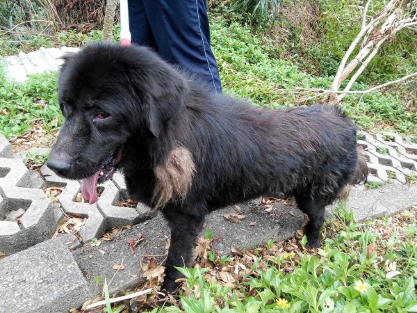 獒犬是目前台灣常見飼養的危險性犬隻,不過若飼主耐心教導,一樣可以培養為溫馴且忠誠的好夥伴。 圖:取自基隆市動物防疫所 獒犬是目前台灣常見飼養的危險性犬隻,不過若飼主耐心教導,一樣可以培養為溫馴且忠誠的好夥伴。 圖:取自基隆市動物防疫所