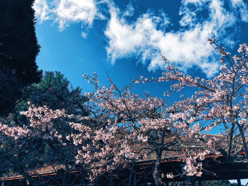 圖為染井吉野櫻。 圖:取自阿里山國家森林遊樂區粉絲專頁 圖為染井吉野櫻。 圖:取自阿里山國家森林遊樂區粉絲專頁