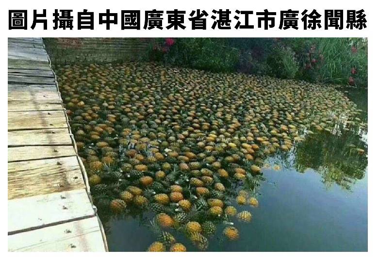 網路瘋傳鳳梨過剩傾倒河邊,農委會調查發現圖片來源是中國廣東。 圖:農委會/提供 網路瘋傳鳳梨過剩傾倒河邊,農委會調查發現圖片來源是中國廣東。 圖:農委會/提供