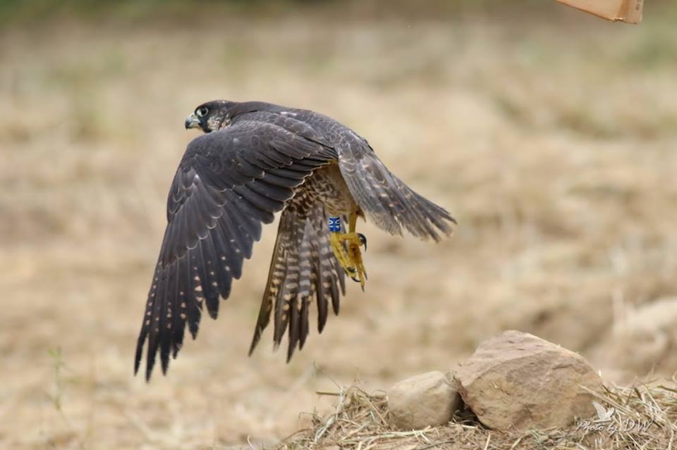 遊準因復育有成,在今年「瀕臨絕種野生動物」調整為「珍貴稀有野生動物」。 圖:台中市野生動物保育學會/提供 遊準因復育有成,在今年「瀕臨絕種野生動物」調整為「珍貴稀有野生動物」。 圖:台中市野生動物保育學會/提供