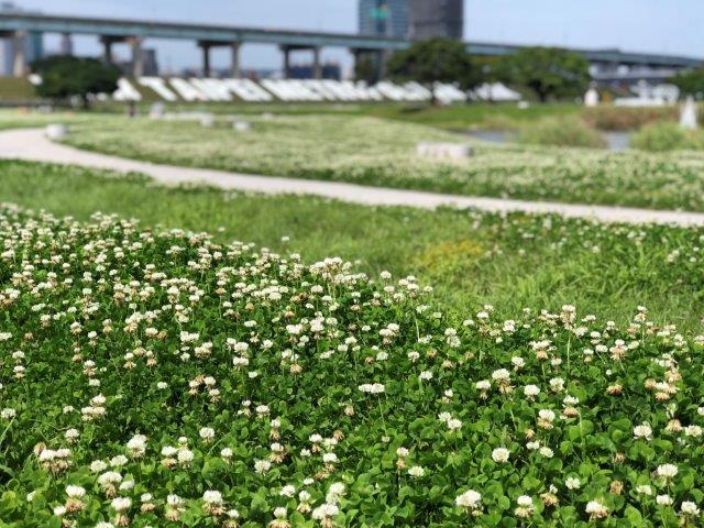 白花三葉草彷彿滿地白雪 圖:新北市政府水利局/提供 白花三葉草彷彿滿地白雪 圖:新北市政府水利局/提供