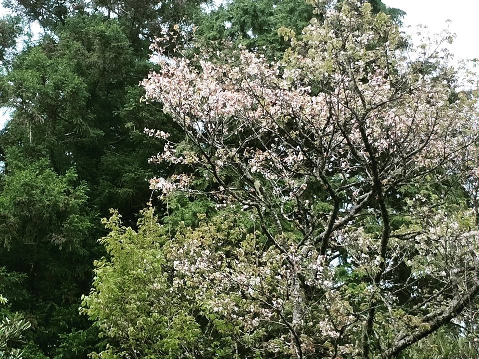 太平山國家森林遊樂園的白櫻花綻綴山林,花朵不同於其他櫻花的整朵掉落,是一片一片的心型花瓣優雅飄落 圖:取自太平山國家森林遊樂區粉絲專頁 太平山國家森林遊樂園的白櫻花綻綴山林,花朵不同於其他櫻花的整朵掉落,是一片一片的心型花瓣優雅飄落 圖:取自太平山國家森林遊樂區粉絲專頁