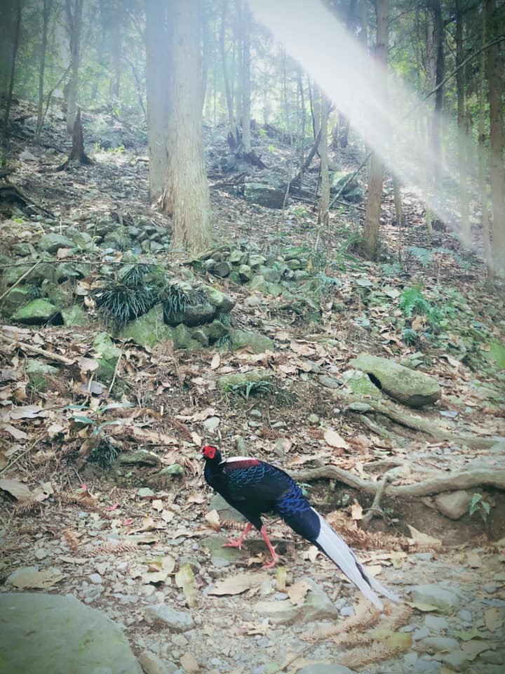 春季之時八仙山有藍腹鷴在,陽光都特別耀眼。 圖:取自八仙山粉絲專頁 春季之時八仙山有藍腹鷴在,陽光都特別耀眼。 圖:取自八仙山粉絲專頁