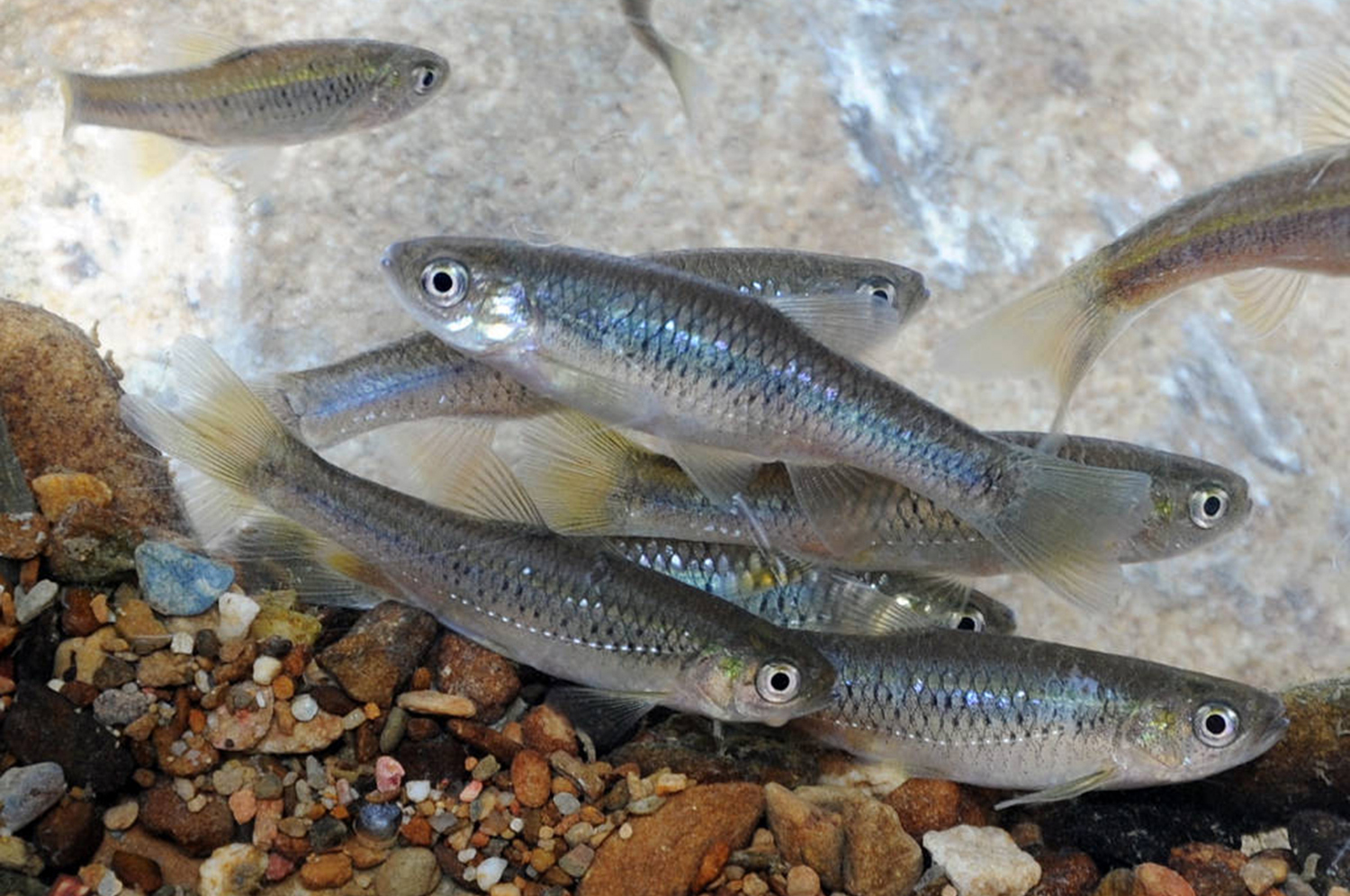 一新社區復育成功的台灣白魚「台灣副細鯽」(Pararasbora moltrechti)。 圖:一新社區發展協會/提供 一新社區復育成功的台灣白魚「台灣副細鯽」(Pararasbora moltrechti)。 圖:一新社區發展協會/提供