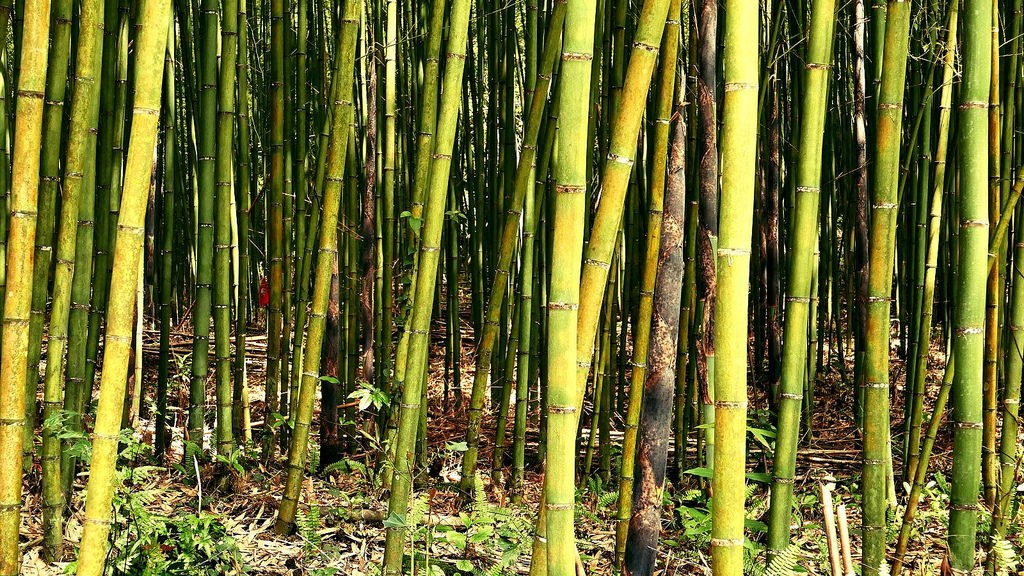 桂竹筍具有堅硬的竹殼,可以形成保護層避免害蟲侵擾,也無須施用農藥,可算是最乾淨的蔬菜 圖: 行政院農業委員會農糧署北區分署/提供 桂竹筍具有堅硬的竹殼,可以形成保護層避免害蟲侵擾,也無須施用農藥,可算是最乾淨的蔬菜 圖: 行政院農業委員會農糧署北區分署/提供