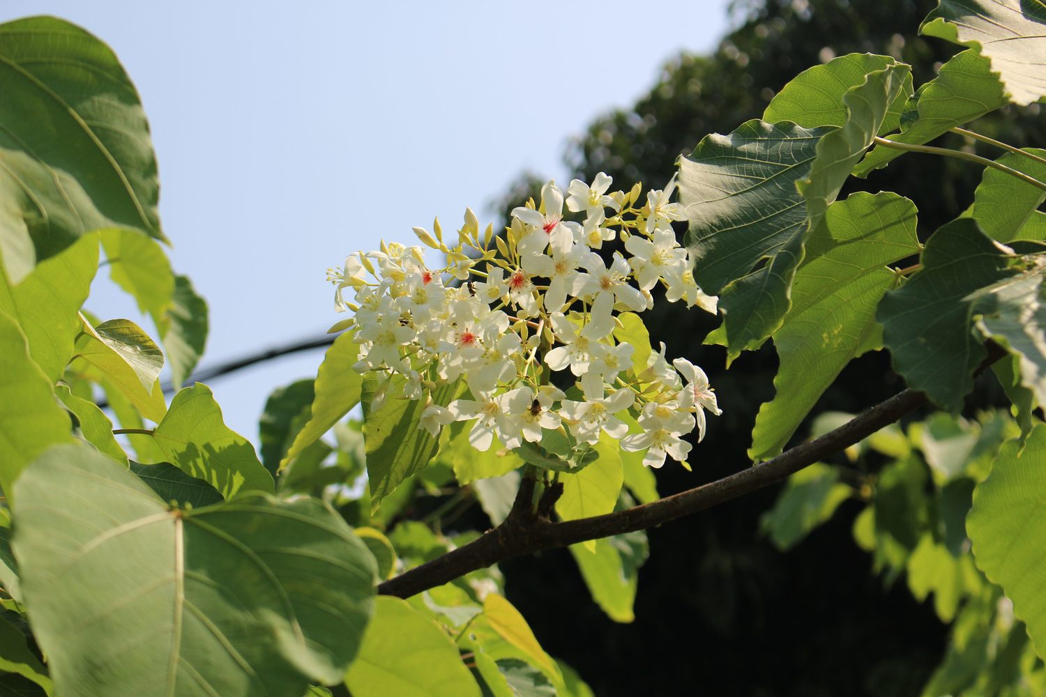 有「5月雪」之稱的油桐花也開始綻放了,一朵朵白色桐花飄落在綠色的草地上,如白雪般遍布腳邊。 圖:台北市政府工務局公園路燈工程管理處/提供 有「5月雪」之稱的油桐花也開始綻放了,一朵朵白色桐花飄落在綠色的草地上,如白雪般遍布腳邊。 圖:台北市政府工務局公園路燈工程管理處/提供