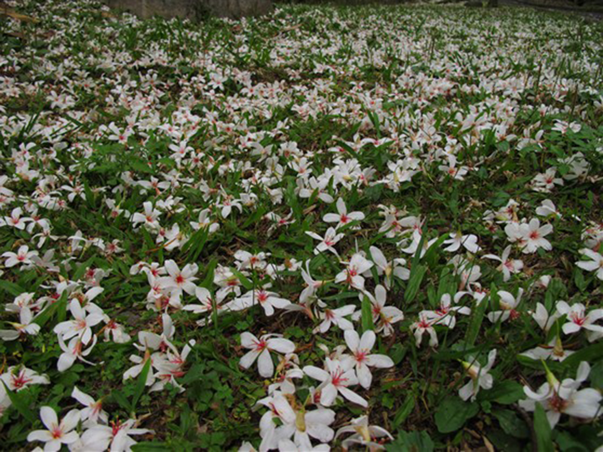 國姓鄉北港村的桐花現已盛開。　圖：取自客家桐花祭官網