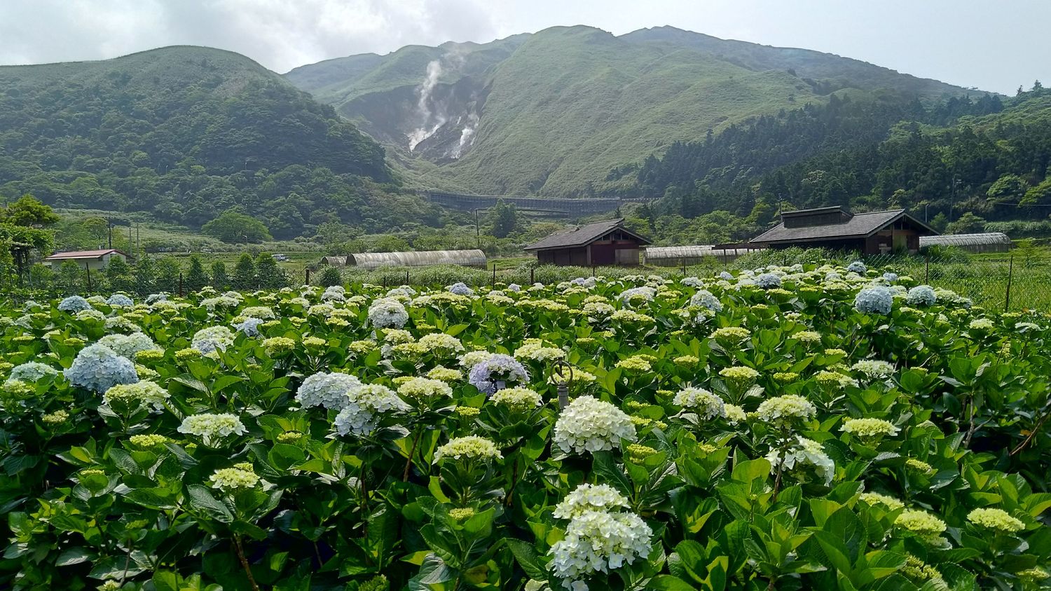 竹子湖種植的繡球花品種多樣、色彩豐富,目前白色與淺色繡球花已陸續綻放。 圖:台北市政府產業發展局農業發展科/提供 竹子湖種植的繡球花品種多樣、色彩豐富,目前白色與淺色繡球花已陸續綻放。 圖:台北市政府產業發展局農業發展科/提供
