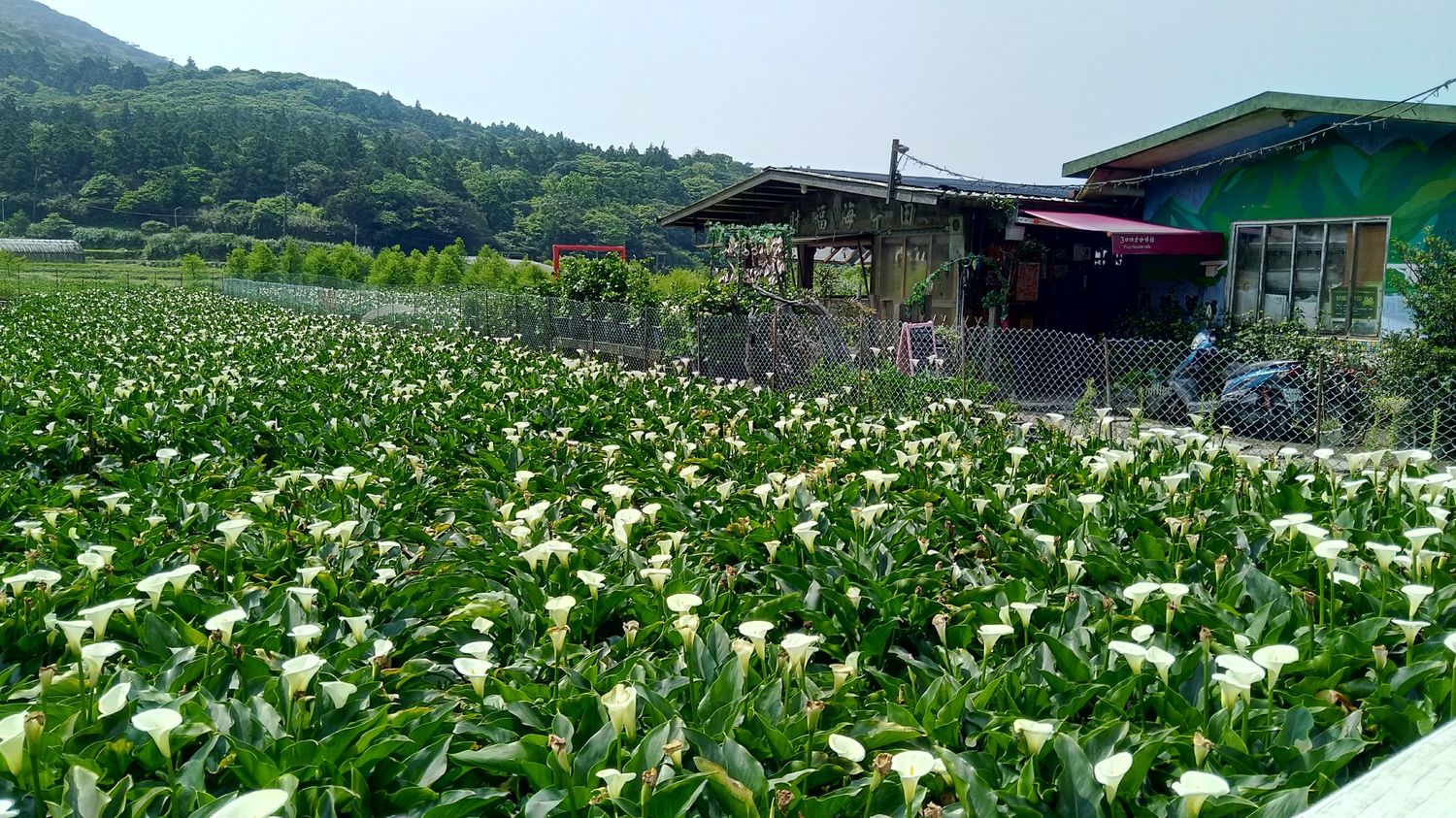現在到陽明山還能見海芋花田美景,趕緊把握最後賞花機會 圖:台北市政府產業發展局/提供 現在到陽明山還能見海芋花田美景,趕緊把握最後賞花機會 圖:台北市政府產業發展局/提供