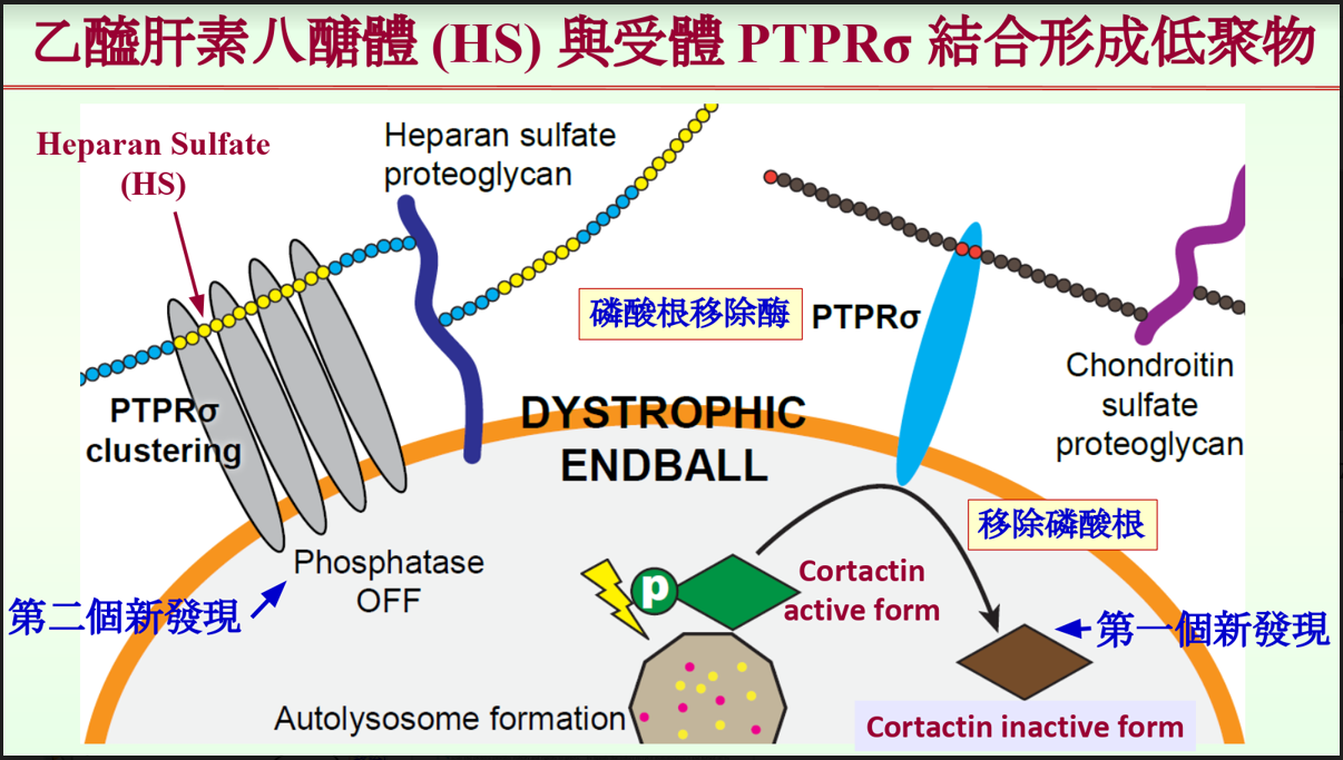 乙醯肝素八醣體與受體結合形成低聚物。圖:科技部提供 乙醯肝素八醣體與受體結合形成低聚物。圖:科技部提供