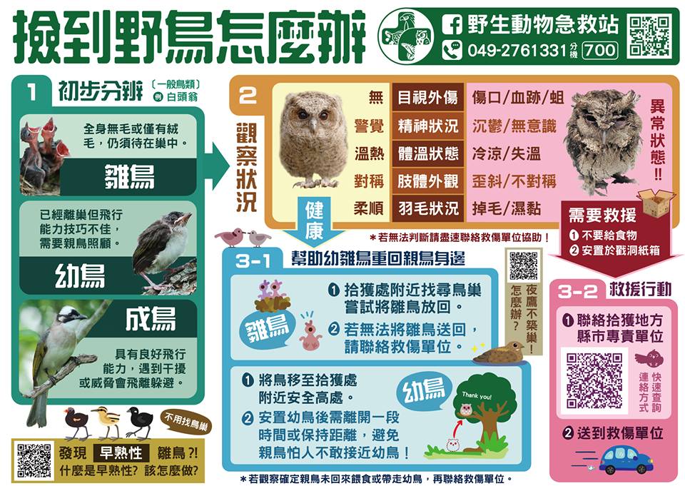 撿到野鳥怎麼辦?野生動物急救站表示,傷病幼雛送救傷單位、健康幼雛還給親鳥 圖:取自野生動物急救站 撿到野鳥怎麼辦?野生動物急救站表示,傷病幼雛送救傷單位、健康幼雛還給親鳥 圖:取自野生動物急救站