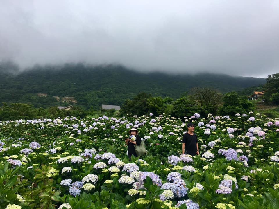 高家繡球花田十分熱門。 圖:取自高家繡球花田臉書 高家繡球花田十分熱門。 圖:取自高家繡球花田臉書