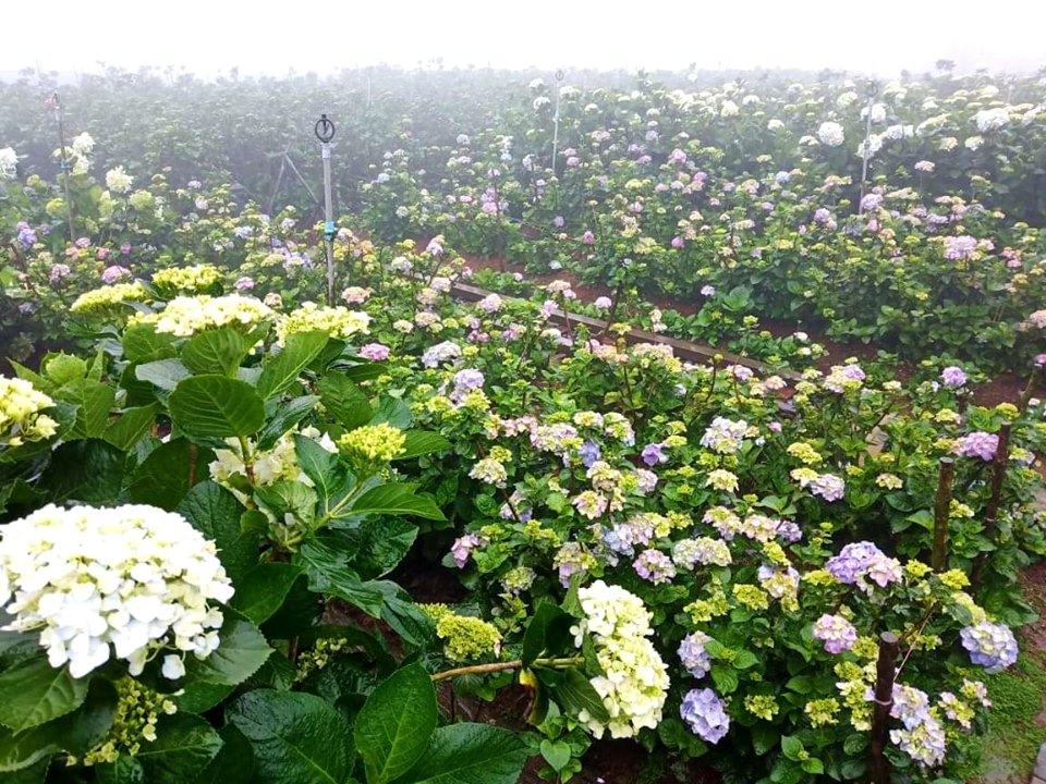 財福海芋田入園即送贈品。 圖:取自財福海芋田臉書 財福海芋田入園即送贈品。 圖:取自財福海芋田臉書
