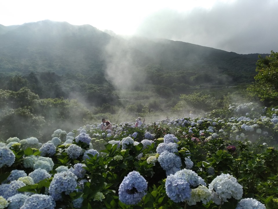 花與樹園藝5月14日花況。 圖:取自花與樹園藝臉書 花與樹園藝5月14日花況。 圖:取自花與樹園藝臉書