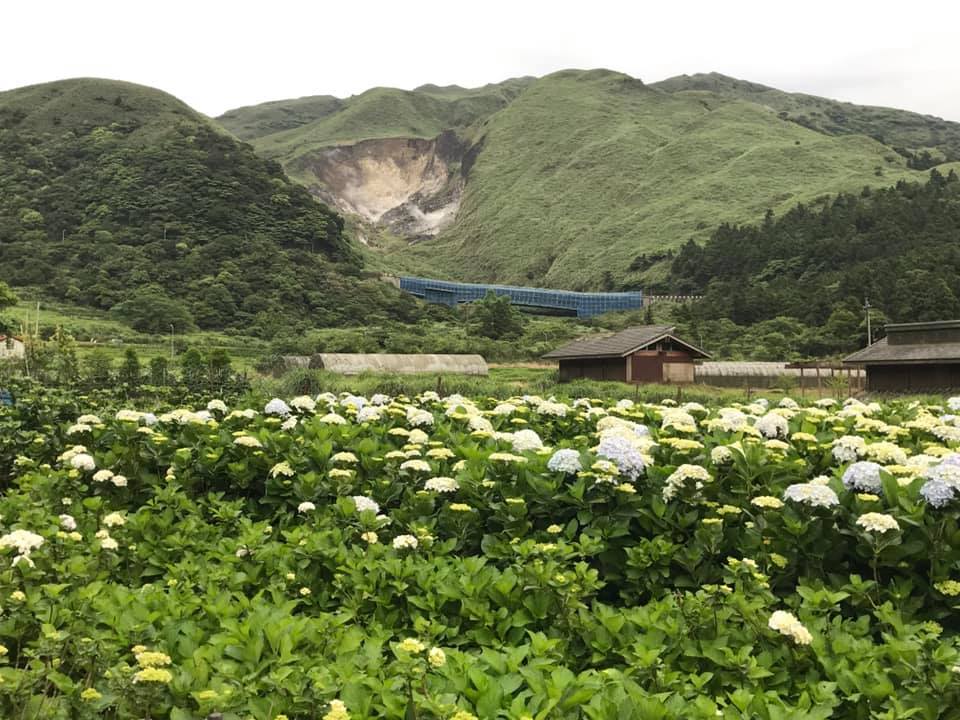 花谷海芋園5月4日花況。 圖:取自花谷海芋園臉書 花谷海芋園5月4日花況。 圖:取自花谷海芋園臉書