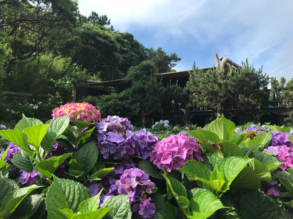 名陽匍休閒農莊去年盛開花況。 圖:取自名陽匍休閒農莊臉書 名陽匍休閒農莊去年盛開花況。 圖:取自名陽匍休閒農莊臉書