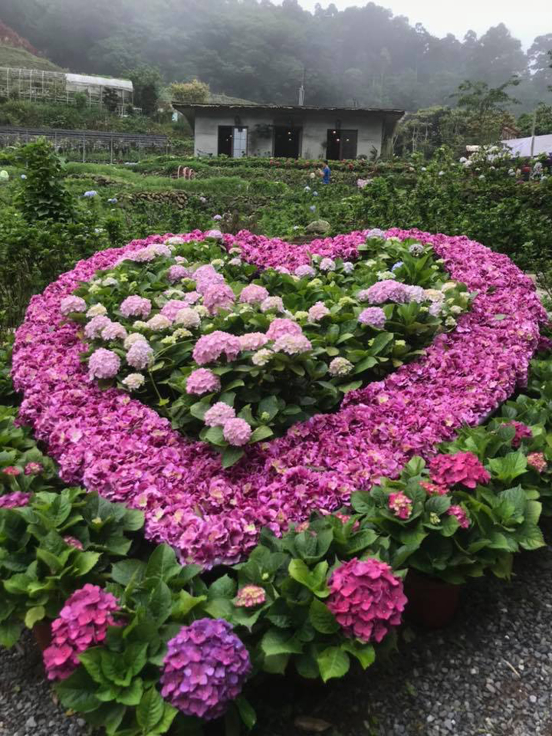 曹家花田今年新開幕,園區內花卉造景引人注目。 圖:取自曹家花田臉書 曹家花田今年新開幕,園區內花卉造景引人注目。 圖:取自曹家花田臉書