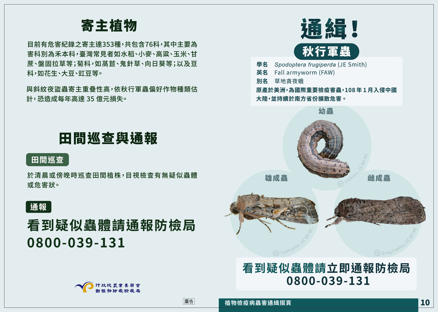 秋行軍蟲會對包含小麥、玉米、高粱、稻米等禾本科作物產量影響2到3成,約計全台種植面積作物有45%會受影響,估計每年可造成高達35億6千萬元損失。 圖:農委會防檢局/提供 秋行軍蟲會對包含小麥、玉米、高粱、稻米等禾本科作物產量影響2到3成,約計全台種植面積作物有45%會受影響,估計每年可造成高達35億6千萬元損失。 圖:農委會防檢局/提供