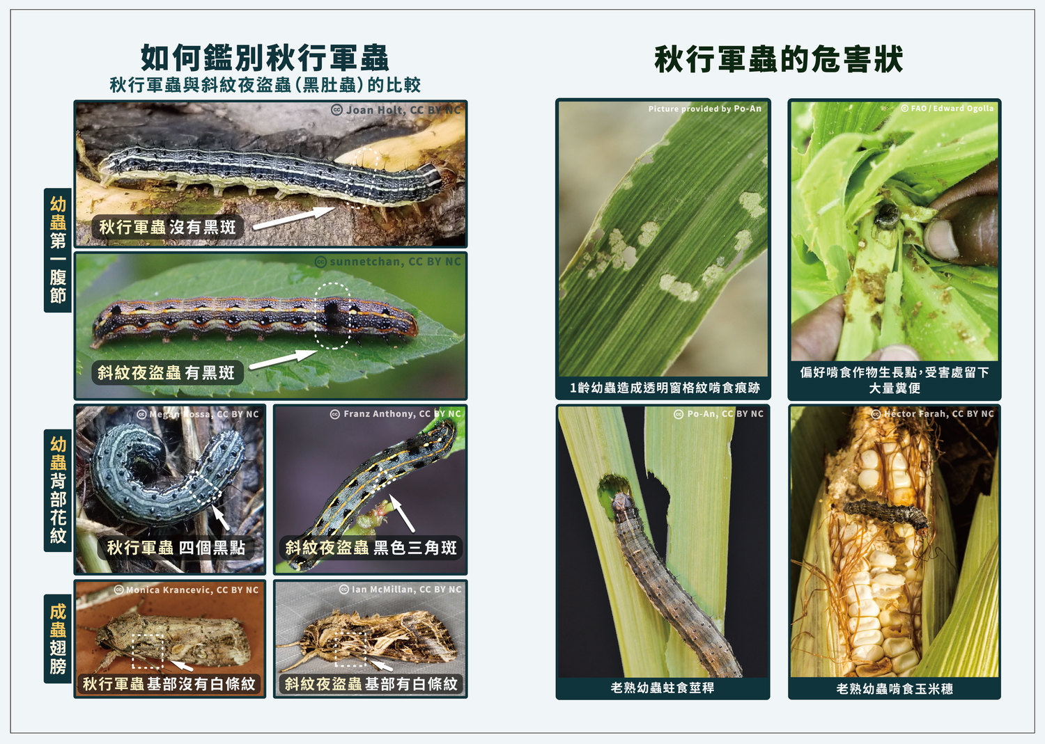 秋行軍蟲與斜紋夜盜蟲(黑肚蟲)比較 圖:農委會防檢局/提供 秋行軍蟲與斜紋夜盜蟲(黑肚蟲)比較 圖:農委會防檢局/提供