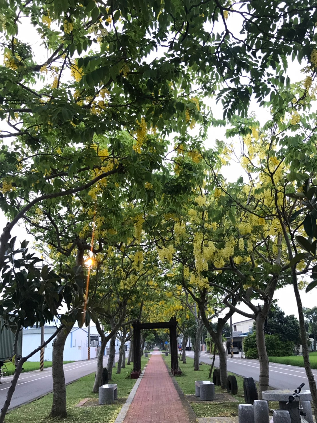 桃園蘆竹街道旁就有小型的阿勃勒步道,是非常平易近人的賞花點。圖:江美容/提供 桃園蘆竹街道旁就有小型的阿勃勒步道,是非常平易近人的賞花點。圖:江美容/提供