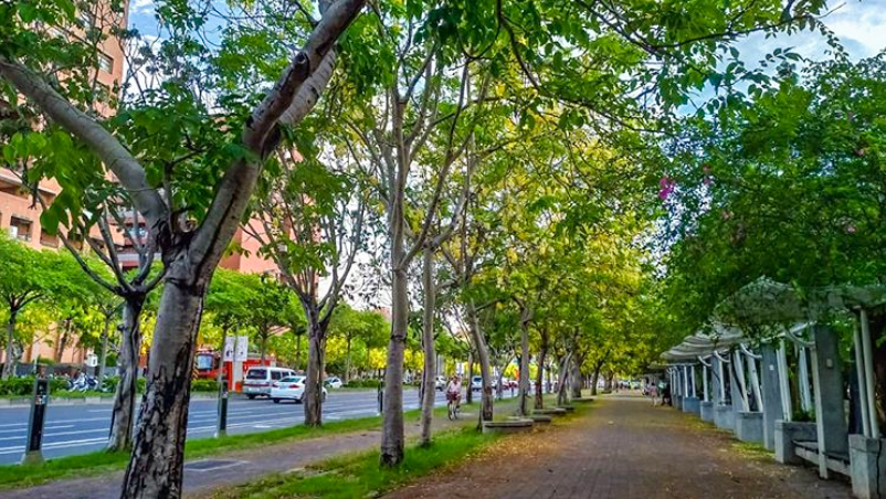 成大是台南市區名門大學,也是阿勃勒花季知名賞花點。圖:kevin.1999102/ IG提供 成大是台南市區名門大學,也是阿勃勒花季知名賞花點。圖:kevin.1999102/ IG提供