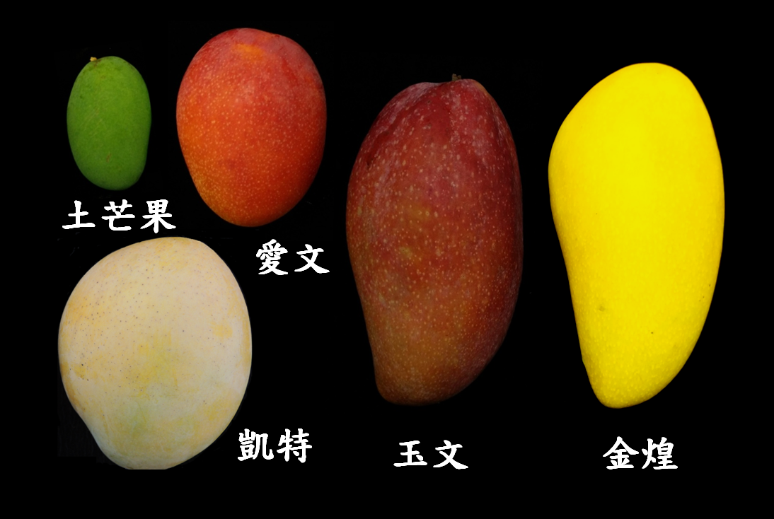 芒果品種一次看 圖:行政院農業委員會台南農改場/提供