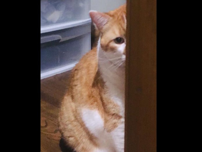 每當有人經過家門,休伯特就會出動牠的迷幻雙眼,說服路人「快帶我出去吧~我在外面還有很多事要做啊~」 (圖/Laci Reamer) 每當有人經過家門,休伯特就會出動牠的迷幻雙眼,說服路人「快帶我出去吧~我在外面還有很多事要做啊~」 (圖/Laci Reamer)