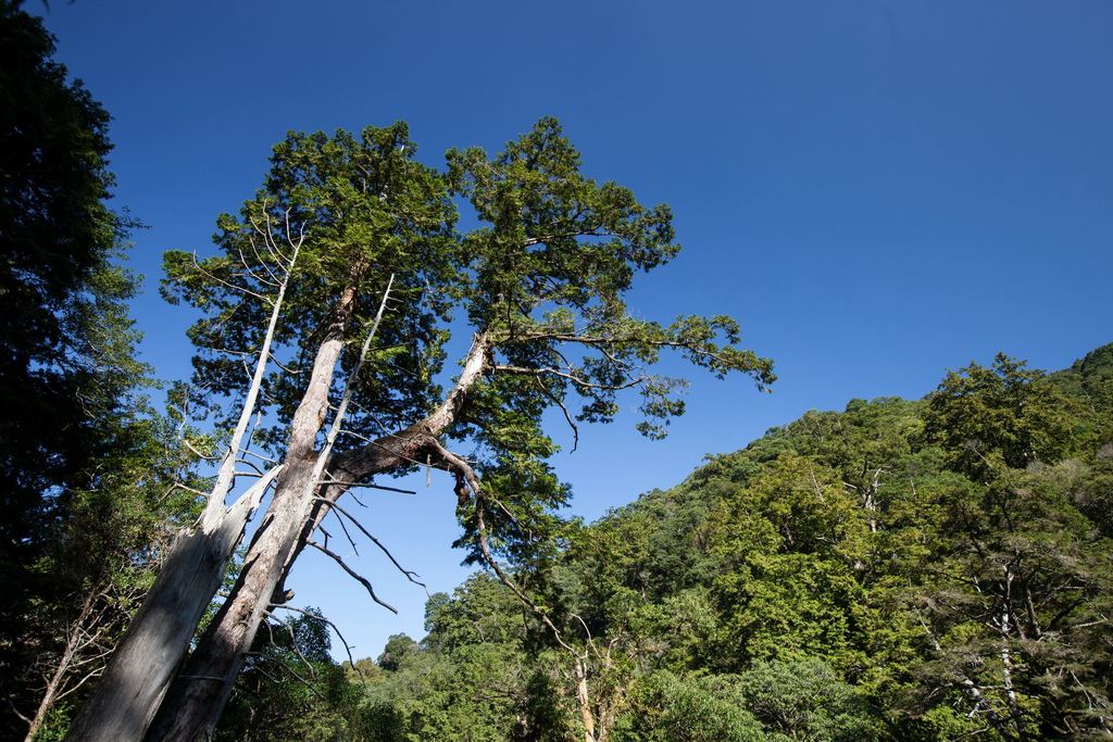 拉拉山自然保護區有參天古木，珍貴的紅檜木林最老約2800歲。圖：桃園觀光導覽網／翻攝