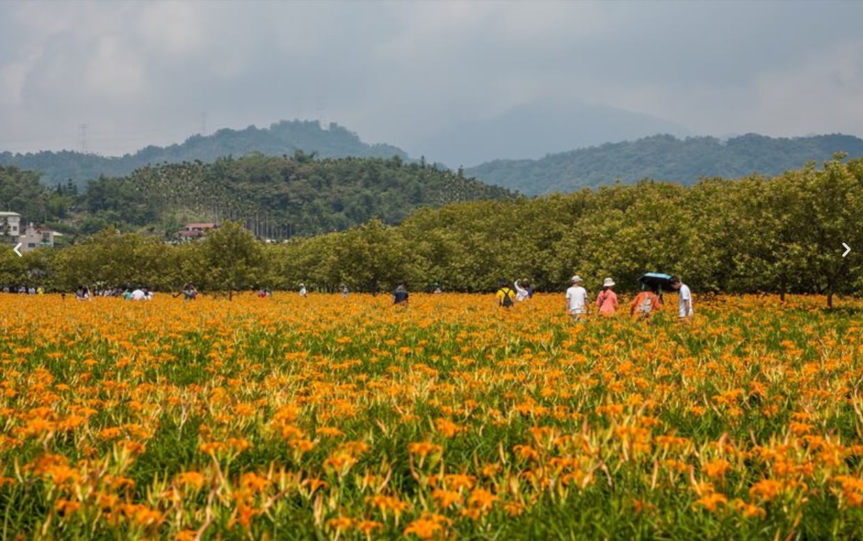 頭社特殊的活盆地地質讓賞金針花成了有趣的新體驗。圖：南投旅行誌／翻攝