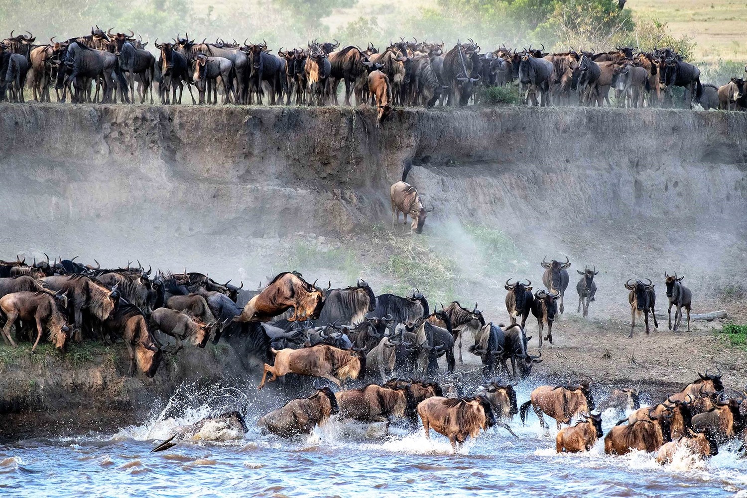 斑馬、牛羚過河的天國之渡,是遊客們最期待的畫面。圖:Tanzania Tourist Board臉書/翻攝 斑馬、牛羚過河的天國之渡,是遊客們最期待的畫面。圖:Tanzania Tourist Board臉書/翻攝