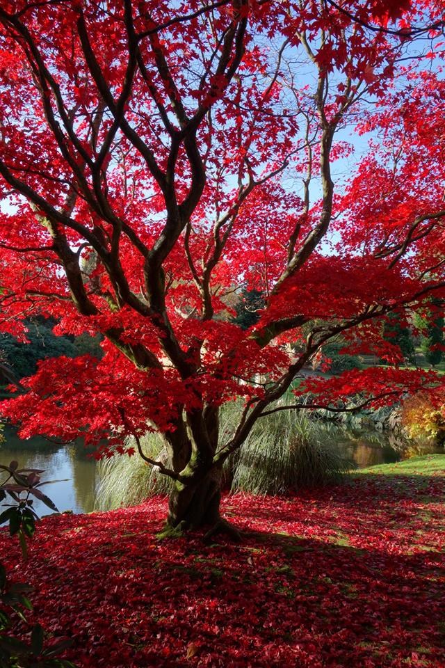 謝菲爾德公園位於蘇格蘭,秋天時整座公園會穿上鮮艷外衣。圖:翻攝自Sheffield Park and Garden NT臉書 謝菲爾德公園位於蘇格蘭,秋天時整座公園會穿上鮮艷外衣。圖:翻攝自Sheffield Park and Garden NT臉書
