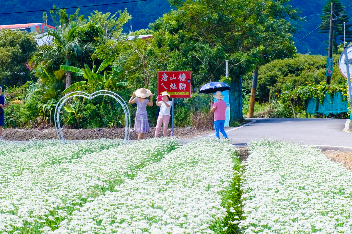 路口豎立一塊寫著「唐山嬤A灶腳」牌子處,花田規模更大更美。圖:謝佳真/攝 路口豎立一塊寫著「唐山嬤A灶腳」牌子處,花田規模更大更美。圖:謝佳真/攝