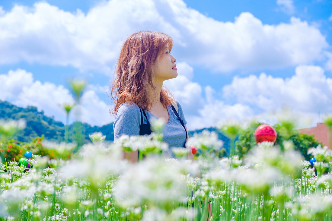 韭菜花田可以輕易拍出美照。圖:謝佳真/攝 韭菜花田可以輕易拍出美照。圖:謝佳真/攝