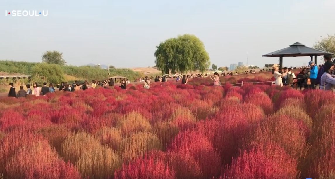 天空公園交通方便，園區內種植面積頗為廣大的波波草群，可說是cp值最高的賞草景點。圖：翻攝自韓國觀光公社影片