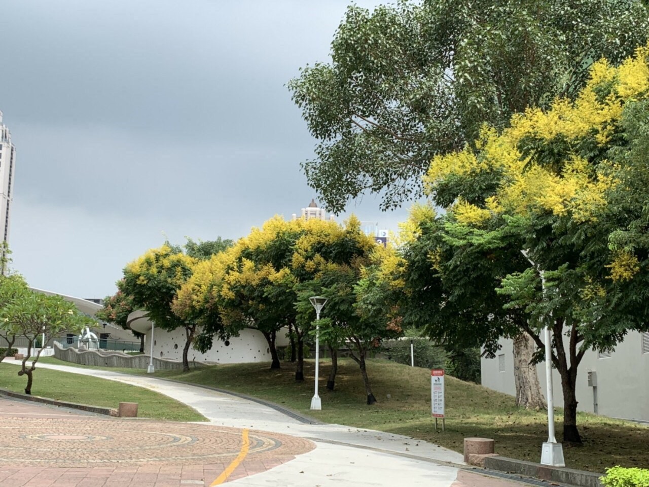 文心森林公園可欣賞台灣欒樹金色花海連綿的景緻 圖:台中市政府/提供 文心森林公園可欣賞台灣欒樹金色花海連綿的景緻 圖:台中市政府/提供