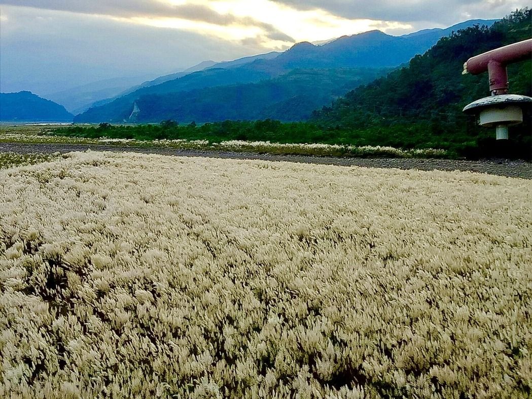 宜蘭泰雅大橋下滿滿的甜根子草花海看了相當療癒。圖:翻攝自第一河川局網站 宜蘭泰雅大橋下滿滿的甜根子草花海看了相當療癒。圖:翻攝自第一河川局網站