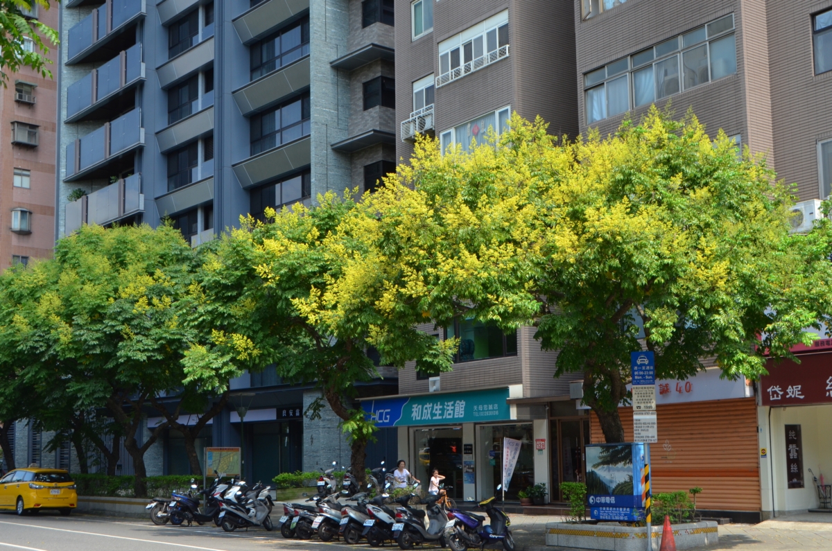台北市區敦化南路、忠誠路是每年台灣欒樹賞花熱區。圖:台北市政府工務局公園路燈工程管理處/提供 台北市區敦化南路、忠誠路是每年台灣欒樹賞花熱區。圖:台北市政府工務局公園路燈工程管理處/提供