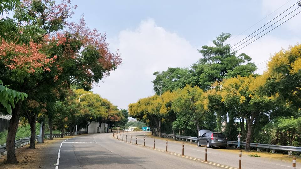 台中市嶺東科大附近的台灣欒樹隧道,每到秋天就成為熱門攝影點。圖:翻攝自大玩台中-台中觀光旅遊局臉書 台中市嶺東科大附近的台灣欒樹隧道,每到秋天就成為熱門攝影點。圖:翻攝自大玩台中-台中觀光旅遊局臉書