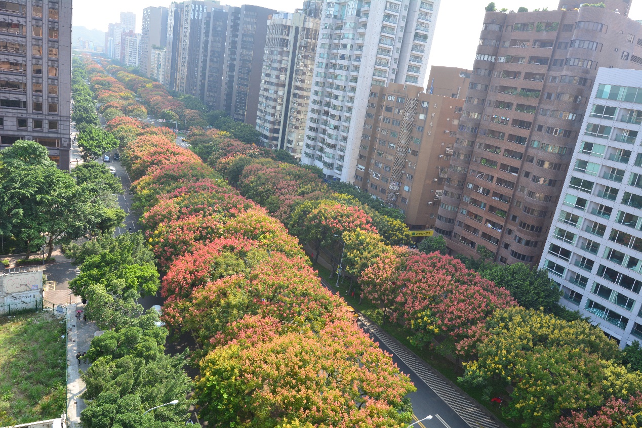 敦化南路的台灣欒樹隧道每年都令人驚豔。圖:台北市政府工務局公園路燈工程管理處/提供 敦化南路的台灣欒樹隧道每年都令人驚豔。圖:台北市政府工務局公園路燈工程管理處/提供