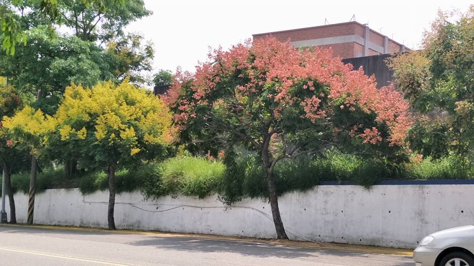 從初秋步入深秋,可見到台灣欒樹紅色與黃色同時出現的景色。圖:翻攝自大玩台中-台中觀光旅遊局臉書 從初秋步入深秋,可見到台灣欒樹紅色與黃色同時出現的景色。圖:翻攝自大玩台中-台中觀光旅遊局臉書