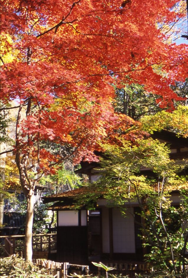 角館武家屋敷通有「小京都」美稱,非常適合半日散策慢慢體驗古老屋舍與紅葉氛圍。圖:翻攝自www.akitafan.com.tw 角館武家屋敷通有「小京都」美稱,非常適合半日散策慢慢體驗古老屋舍與紅葉氛圍。圖:翻攝自www.akitafan.com.tw