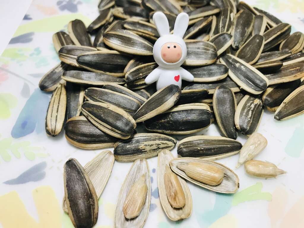 向日葵瘦果呈倒卵形或卵狀長圓形,灰色或黑色,內有種子一枚,就是我們常吃的葵瓜子。 圖:翻攝自台北旅遊網 向日葵瘦果呈倒卵形或卵狀長圓形,灰色或黑色,內有種子一枚,就是我們常吃的葵瓜子。 圖:翻攝自台北旅遊網