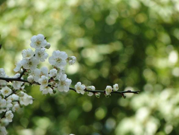 花卉實驗中心一年四季都有花卉可賞,春櫻、冬梅、秋楓一應俱全。圖:台北市政府工務局/提供 花卉實驗中心一年四季都有花卉可賞,春櫻、冬梅、秋楓一應俱全。圖:台北市政府工務局/提供