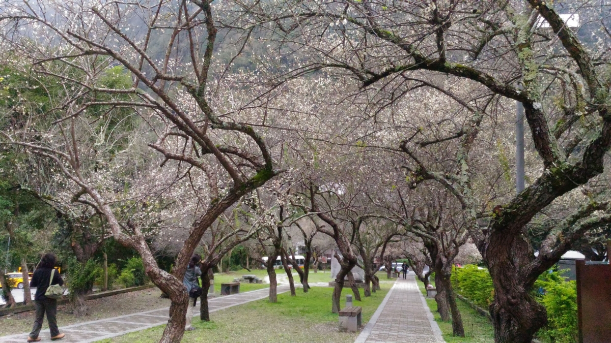 天祥一帶種植百棵梅樹,故有「梅園」之稱,花期預計到20號左右。(資料照) 圖:翻攝自太魯閣國家公園網站 天祥一帶種植百棵梅樹,故有「梅園」之稱,花期預計到20號左右。(資料照) 圖:翻攝自太魯閣國家公園網站