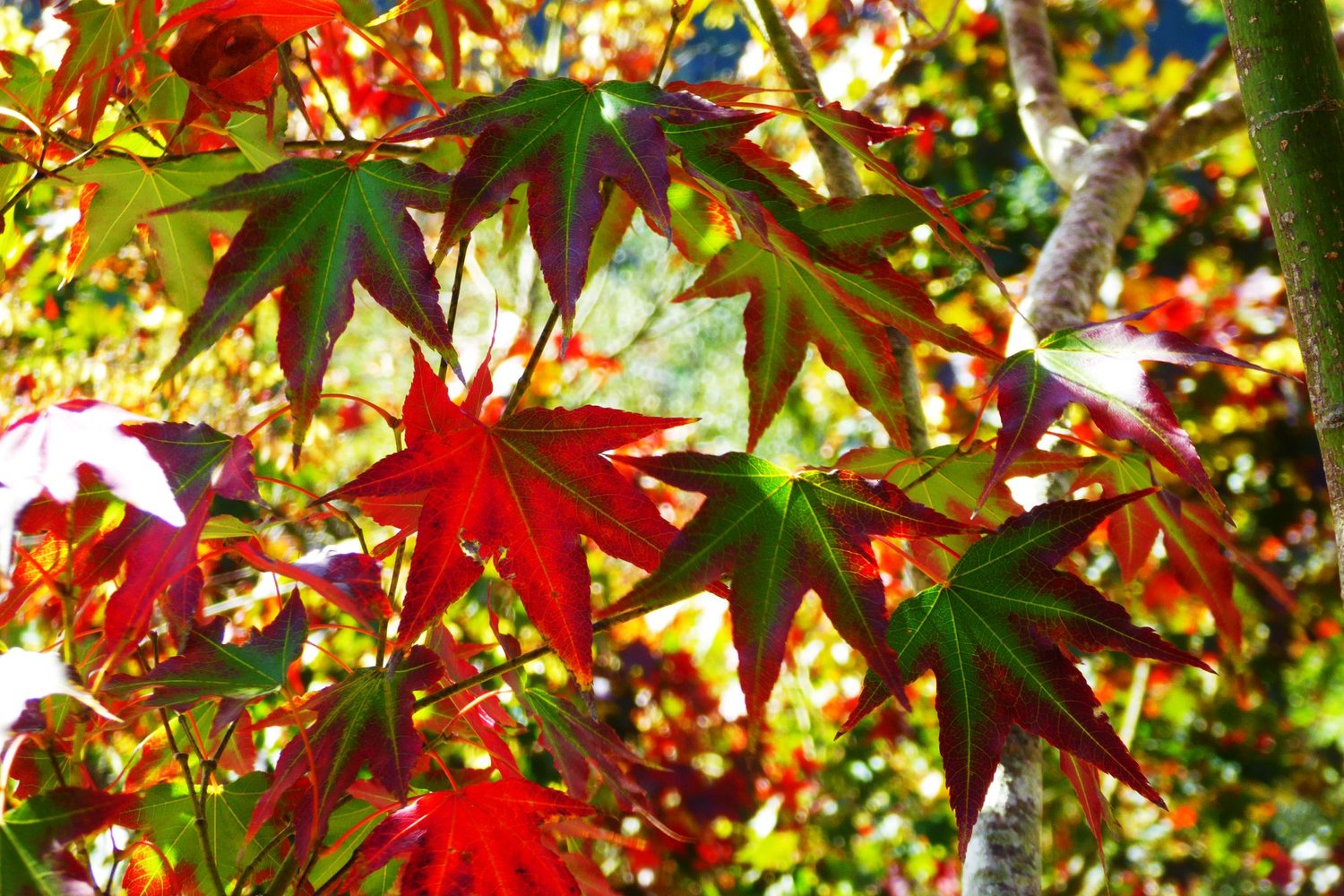 奧萬大現在正是賞楓季節。圖:翻攝自奧萬大情報站臉書 奧萬大現在正是賞楓季節。圖:翻攝自奧萬大情報站臉書