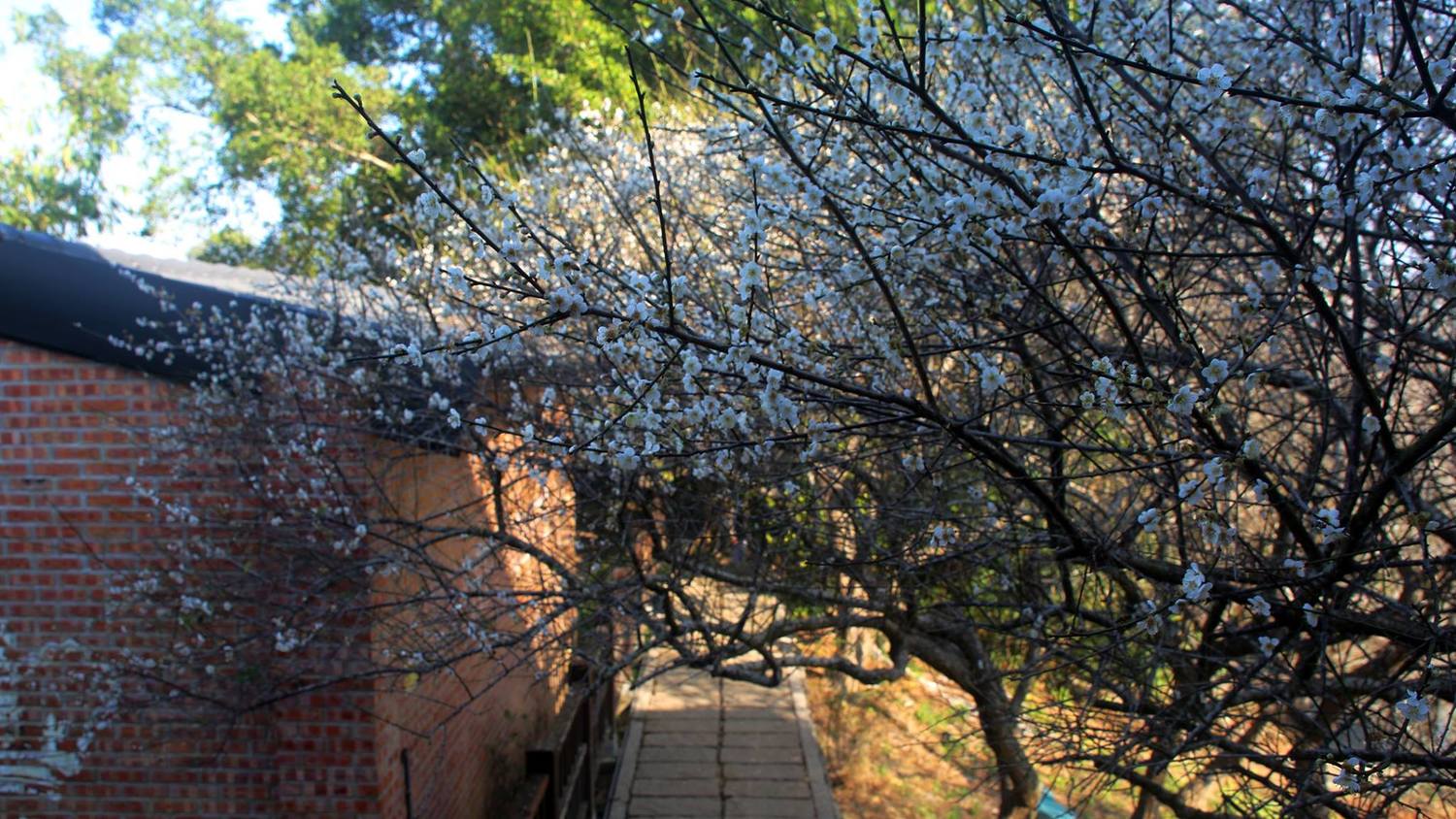 嘉義梅山公園是中南部首屈一指的賞梅勝地,1/6時已經綻放5成,到1/20前都是賞花期。圖:翻攝自台3明珠-梅山公園臉書 嘉義梅山公園是中南部首屈一指的賞梅勝地,1/6時已經綻放5成,到1/20前都是賞花期。圖:翻攝自台3明珠-梅山公園臉書